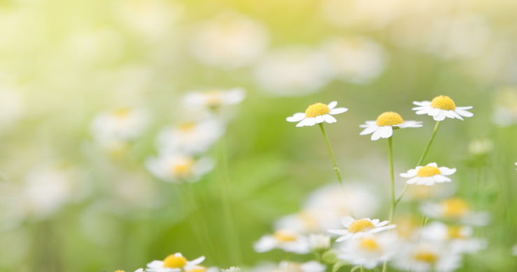 Spring image of flowers for homepage